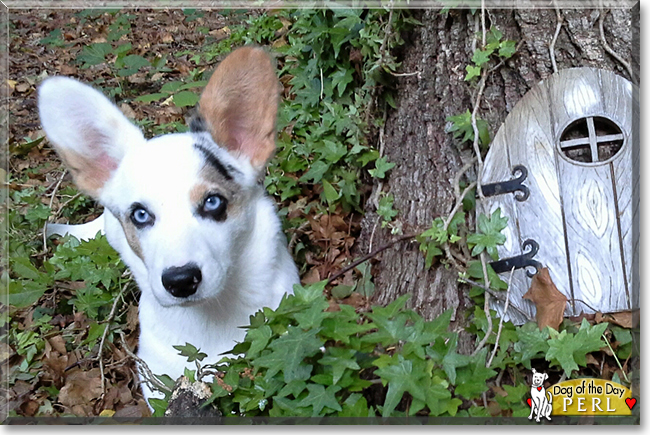 Perl the Cardigan Welsh Corgi, the Dog of the Day