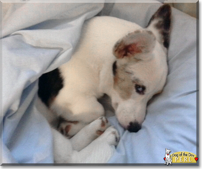 Perl the Cardigan Welsh Corgi, the Dog of the Day