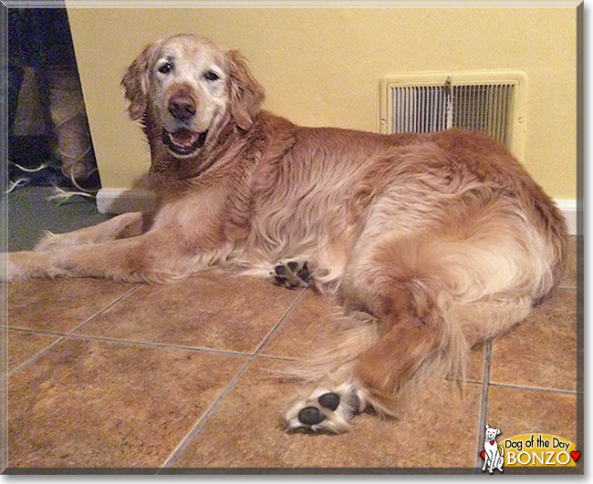 Bonzo the Golden Retriever, the Dog of the Day