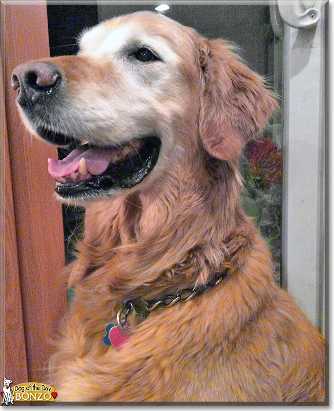 Bonzo the Golden Retriever the Dog of the Day