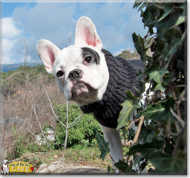 Gavr the French Bulldog the Dog of the Day