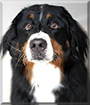 Zeus the Bernese Mountain Dog