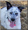 Shannon the Australian Cattle Dog/Border Collie