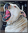 Duke the Staffordshire Terrier/Dalmatian