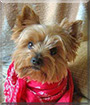 Dorotka the Yorkshire Terrier