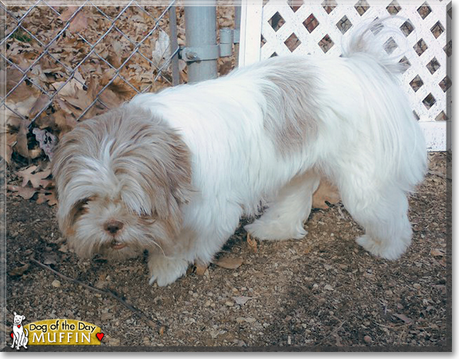 Muffin the Shih Tzu, the Dog of the Day