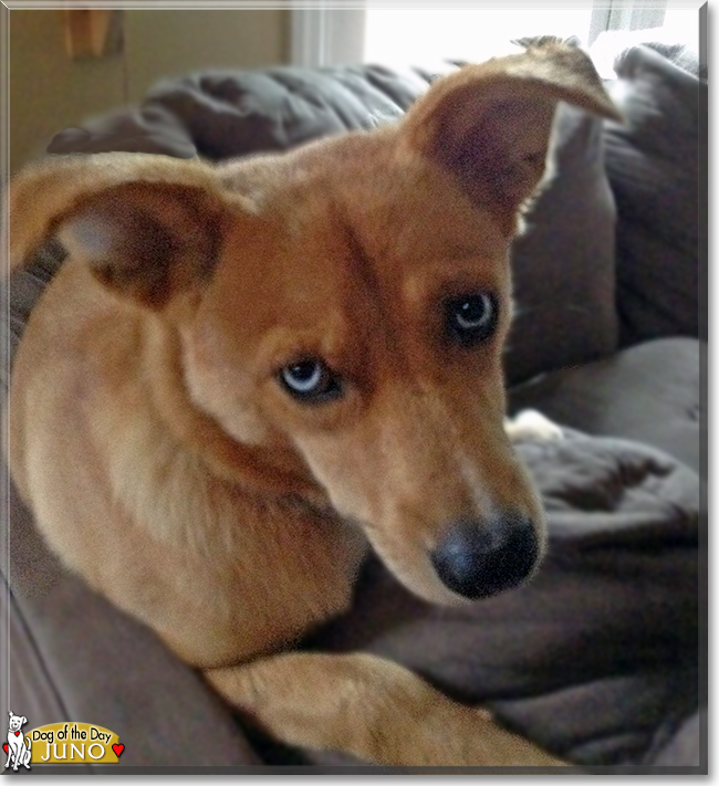 Juno the Husky mix, the Dog of the Day