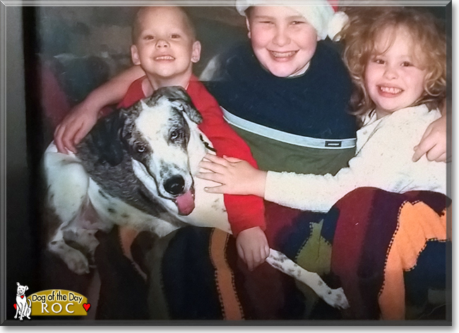 Roc the Dalmatian/Australian Shepherd mix, the Dog of the Day