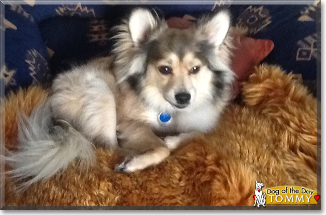 Tommy the Pomeranian, Terrier cross, the Dog of the Day