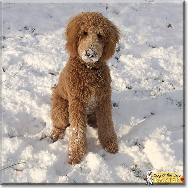 Baxter The Golden Retriever Poodle Mix Dog Of The Day December 07 2015