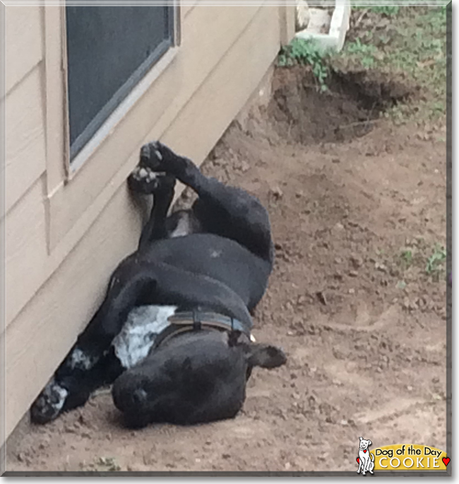 Cookie the Pitbull/Labrador mix. the Dog of the Day