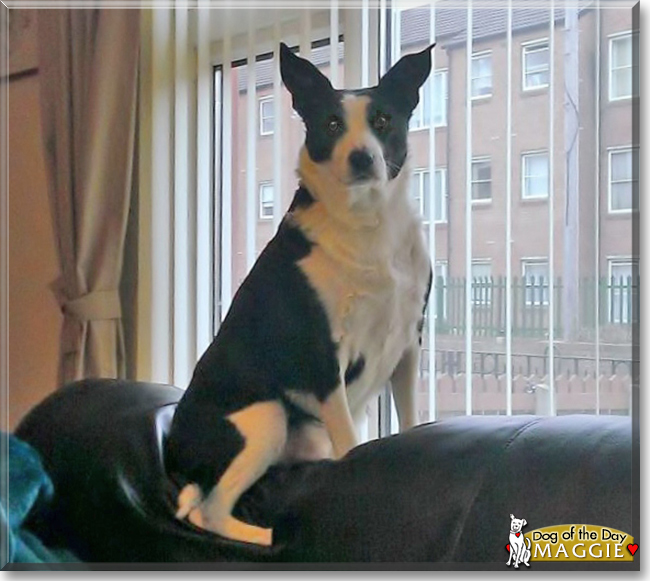 Maggie the Border Collie/Staffordshire Terrier, the Dog of the Day