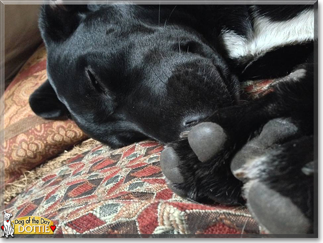 Dottie the Labrador Retriever mix, the Dog of the Day