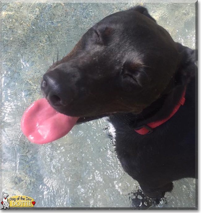 Dottie the Labrador Retriever mix, the Dog of the Day