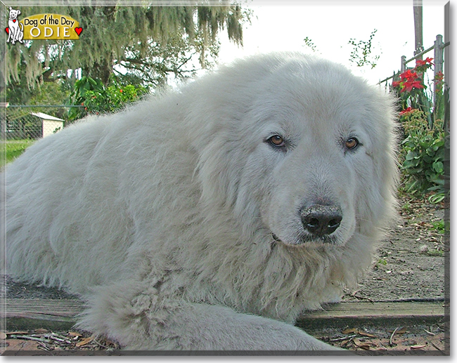 Odie the Great Pyrenees, the Dog of the Day