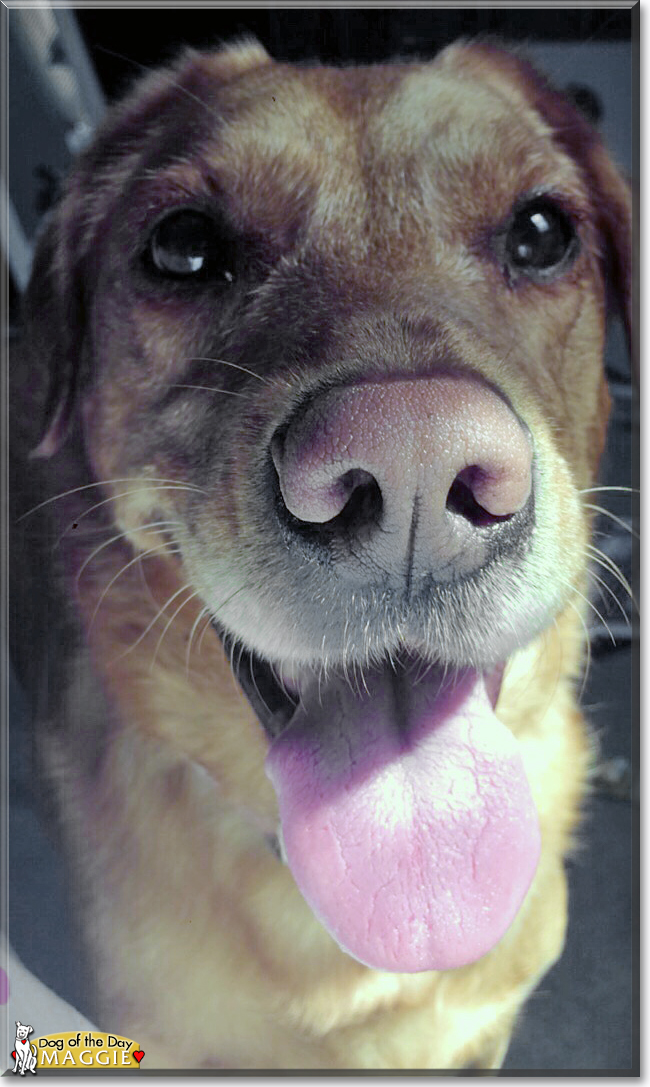 Maggie the Golden/Labrador Retriever mix, the Dog of the Day