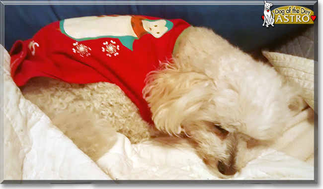 Astro the Maltese-Poodle mix, the Dog of the Day