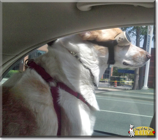 Lily the Golden Retriever/Beagle, the Dog of the Day