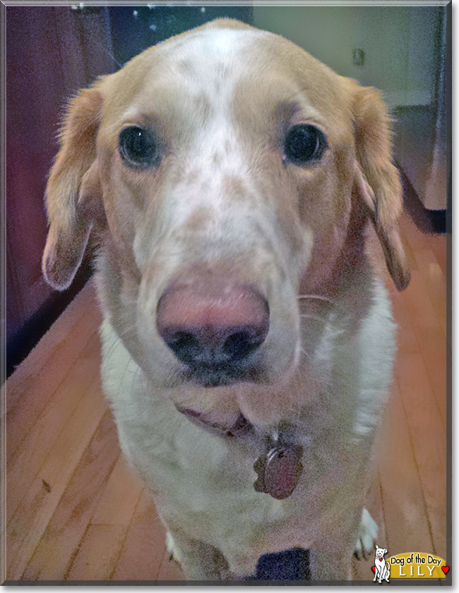 Lily the Golden Retriever/Beagle, the Dog of the Day