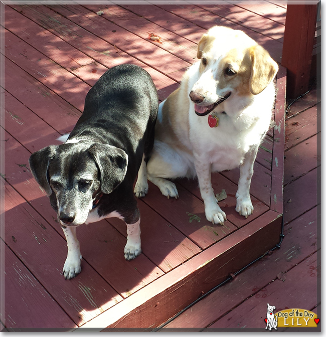 Lily the Golden Retriever/Beagle, the Dog of the Day