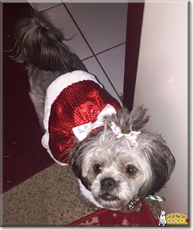 CoCo the Lhaso Apso/Poodle Mix, the Dog of the Day