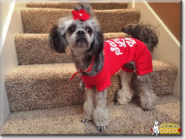 CoCo the Lhaso Apso /Poodle Mix, the Dog of the Day