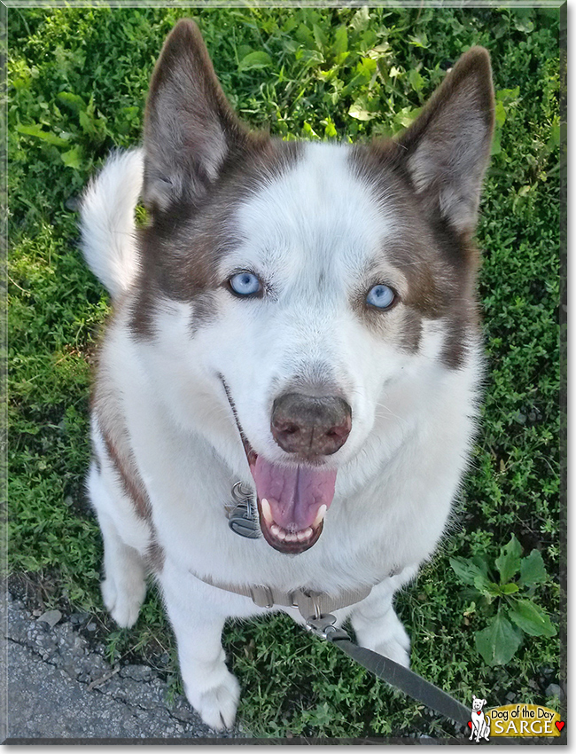 Sarge the Siberian Husky, the Dog of the Day