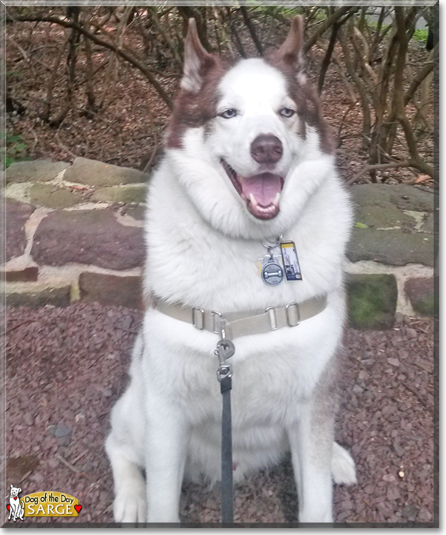 Sarge the Siberian Husky, the Dog of the Day