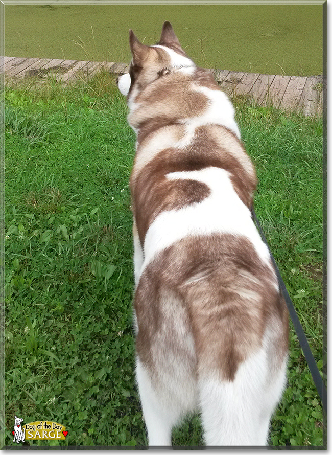 Sarge the Siberian Husky, the Dog of the Day