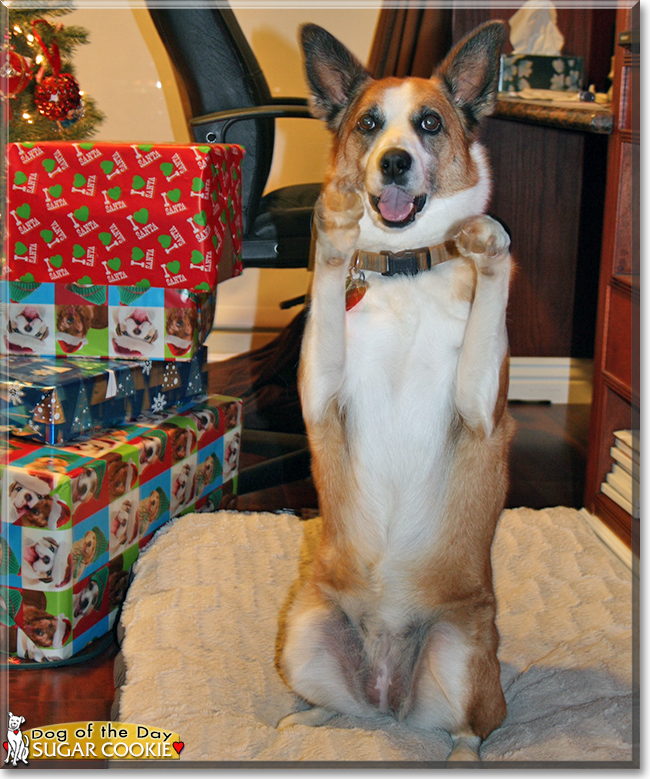 Sugar Cookie the Border Collie mix, the Dog of the Day