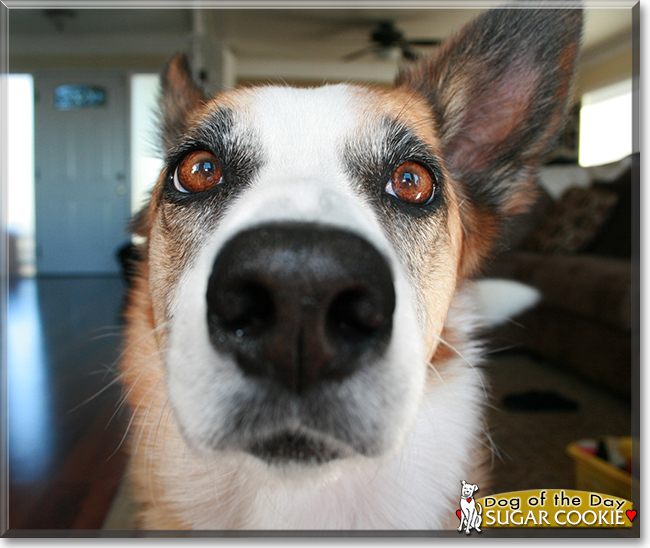 Sugar Cookie the Border Collie mix, the Dog of the Day