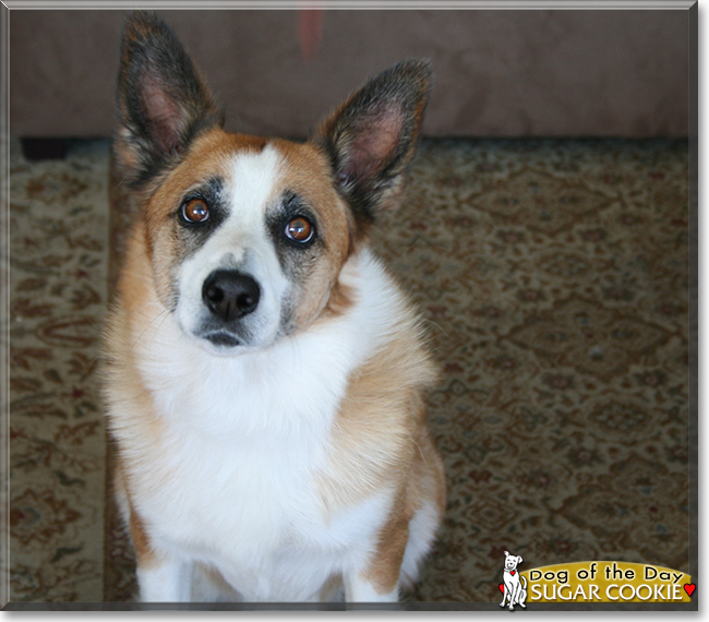 Sugar Cookie the Border Collie mix, the Dog of the Day