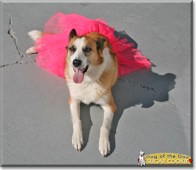 Sugar Cookie the Border Collie mix, the Dog of the Day