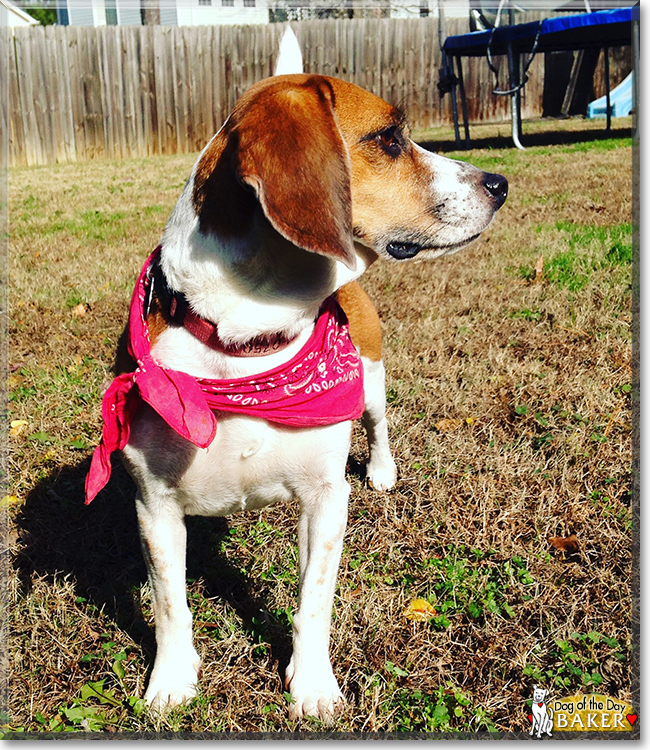 Baker the Beagle, the Dog of the Day