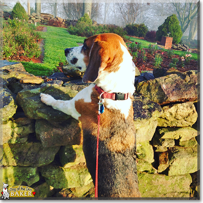 Baker the Beagle, the Dog of the Day