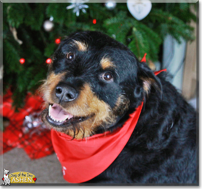 Ashen the Rottweiler mix, the Dog of the Day