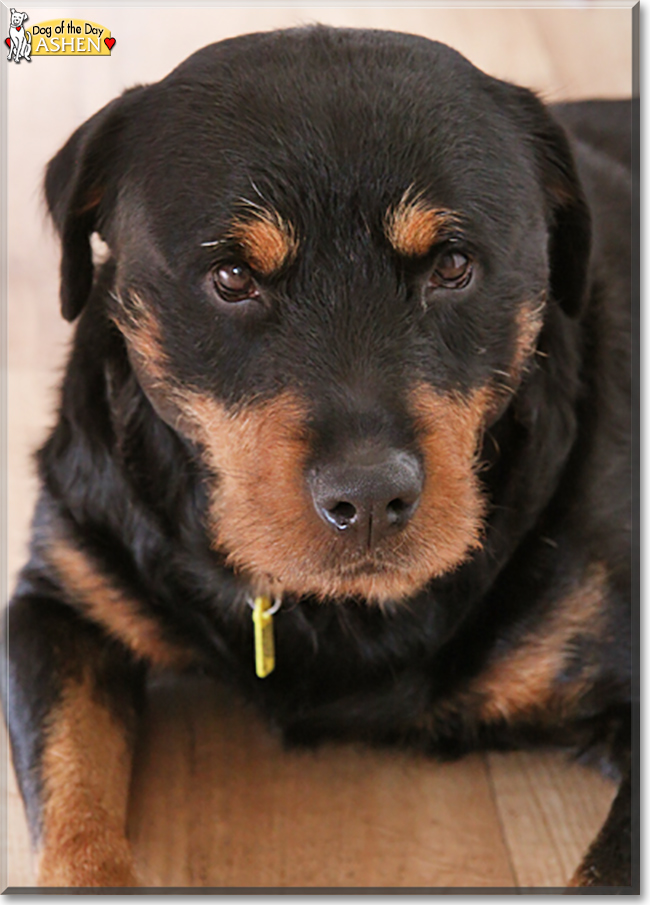 Ashen the Rottweiler mix, the Dog of the Day