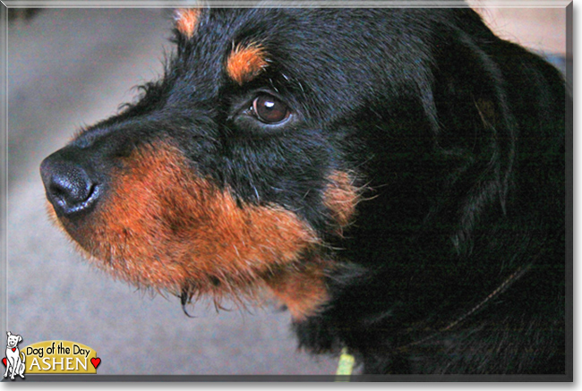 Ashen the Rottweiler mix, the Dog of the Day