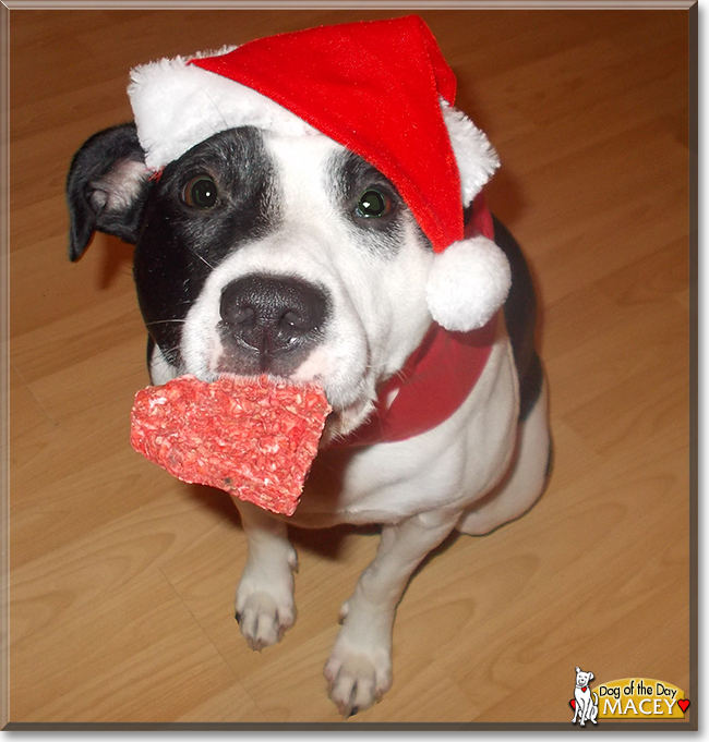 Macey the Border Collie/Staffordshire Bull Terrier, the Dog of the Day