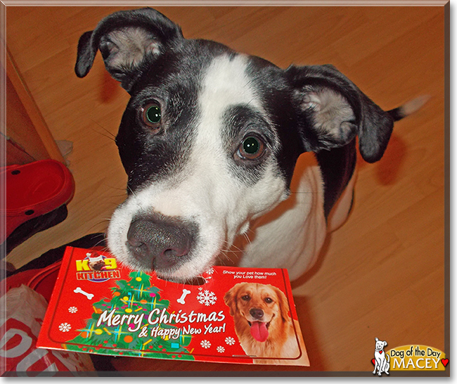 Macey the Border Collie/Staffordshire Bull Terrier, the Dog of the Day