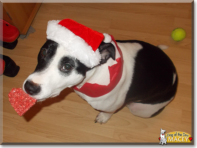 Macey the Border Collie/Staffordshire Bull Terrier, the Dog of the Day