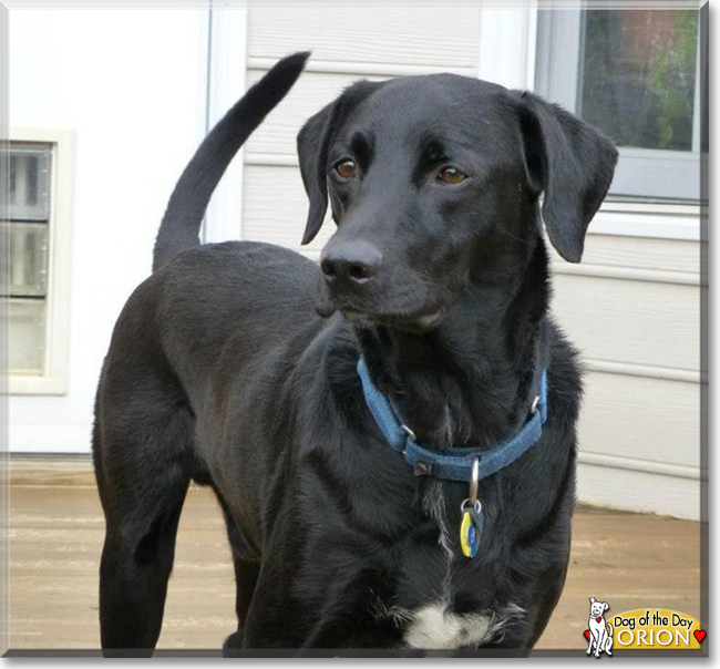 Orion the Labrador mix, the Dog of the Day