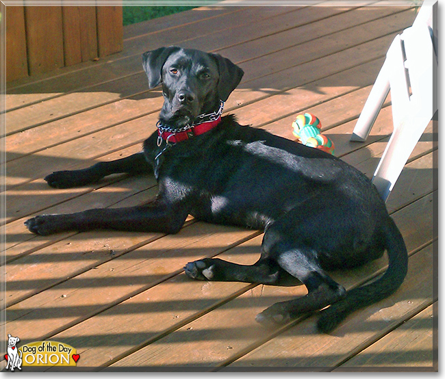 Orion the Labrador mix, the Dog of the Day