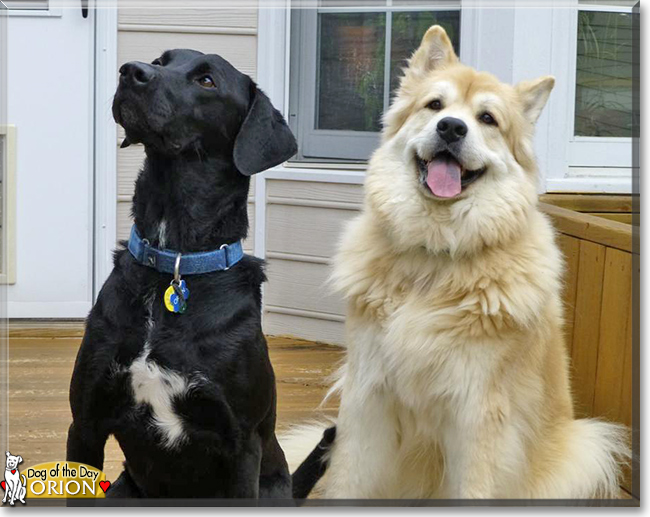 Orion the Labrador mix, the Dog of the Day