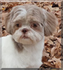 Muffin the Shih Tzu