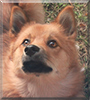 Pessi the Finnish Spitz/Lapphund