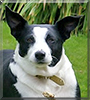 Maggie the Border Collie/Staffordshire Terrier