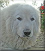 Odie the Great Pyrenees