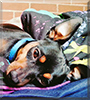 Buddy the Miniature Pinscher