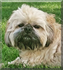 Ollie the Shih Tzu